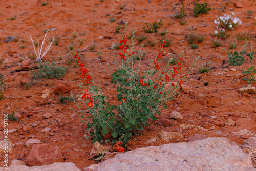 Desert globemallow (Sphaeralcea ambigua) also known as apricot mallow in Arizona during spring
 photo