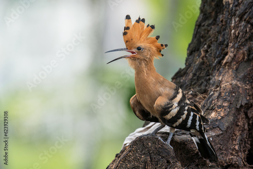 Beautiful bird.Common Hoopoe(Upupa epops) exciting standing on wooden branch over green bokeh background in wild nature.