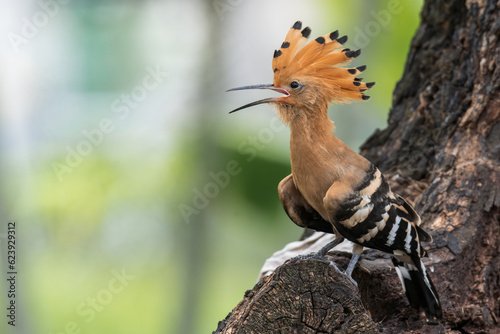 Beautiful bird.Common Hoopoe(Upupa epops) exciting standing on wooden branch over green bokeh background in wild nature. photo