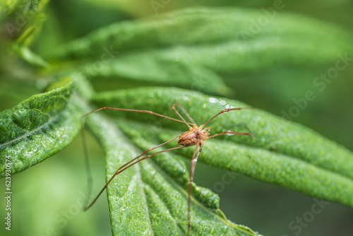 Spider on green leaf in the garden © Алексей Линник