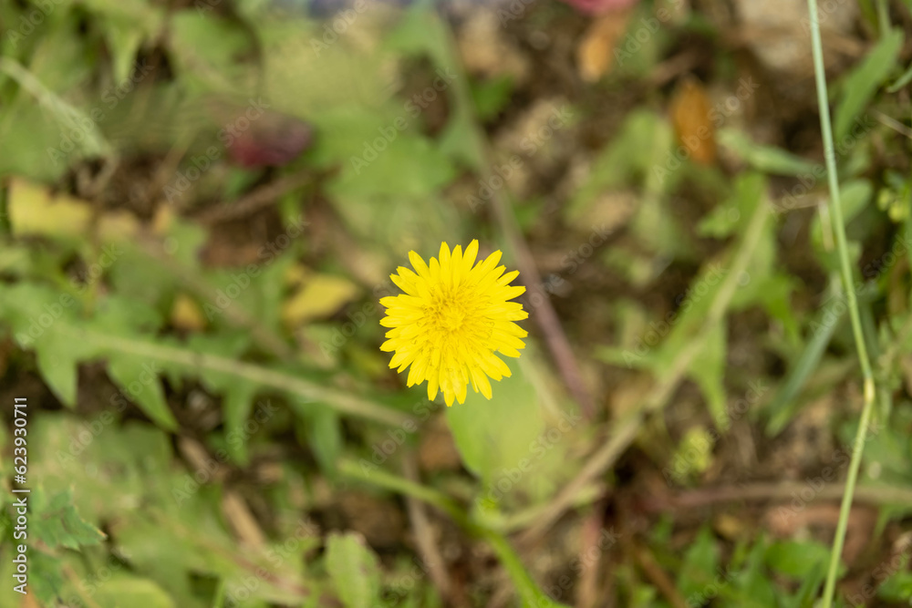 Scenic Nature Landscape of a Park Scenic Nature Landscape of a Park
