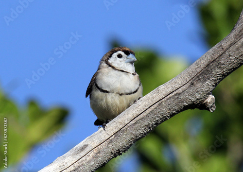 Double-barred finch bird sitting on a tree branch