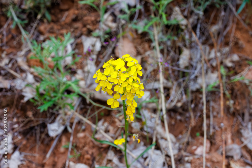 Western wallflower (Erysimum capitatum) taken in Zion National Park during spring Western wallflower (Erysimum capitatum) taken in Zion National Park during spring