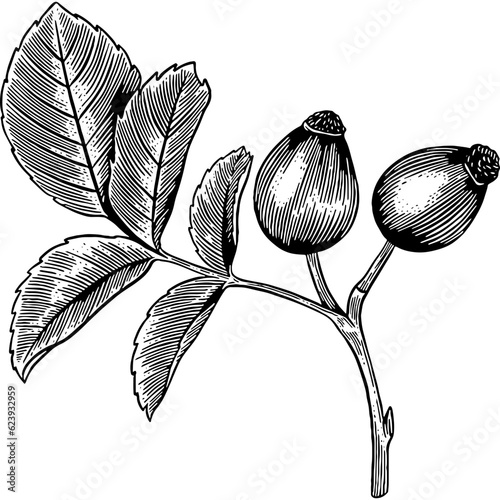 Hand drawn Rosehip Sketch Illustration