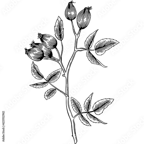 Hand drawn Rosehip Sketch Illustration