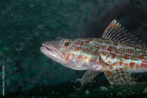 A close up view of the variegated lizardfish (Synodus variegatus in Latin) sitting on the rock