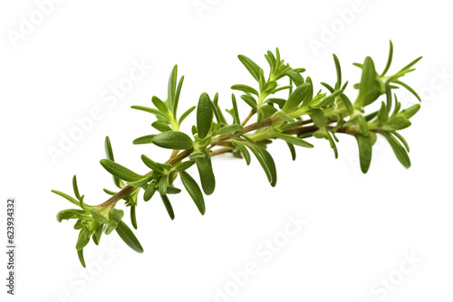 Fresh thyme. isolated object, transparent background