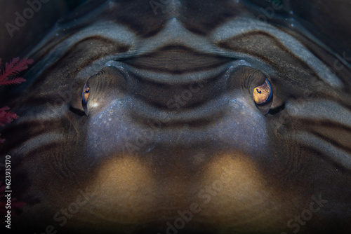 Thornback guitarfish or banjo shark looking direct at the viewer. The menacing look of the underwater predator
