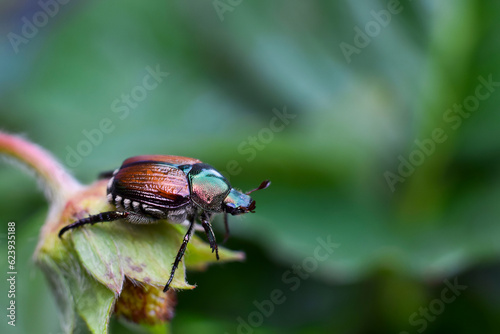 Closeup macro of Japanese beetle sitting on a plant in a garden