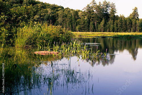 Adirondack Pond Marsh located in Indian Lake, NY, USA