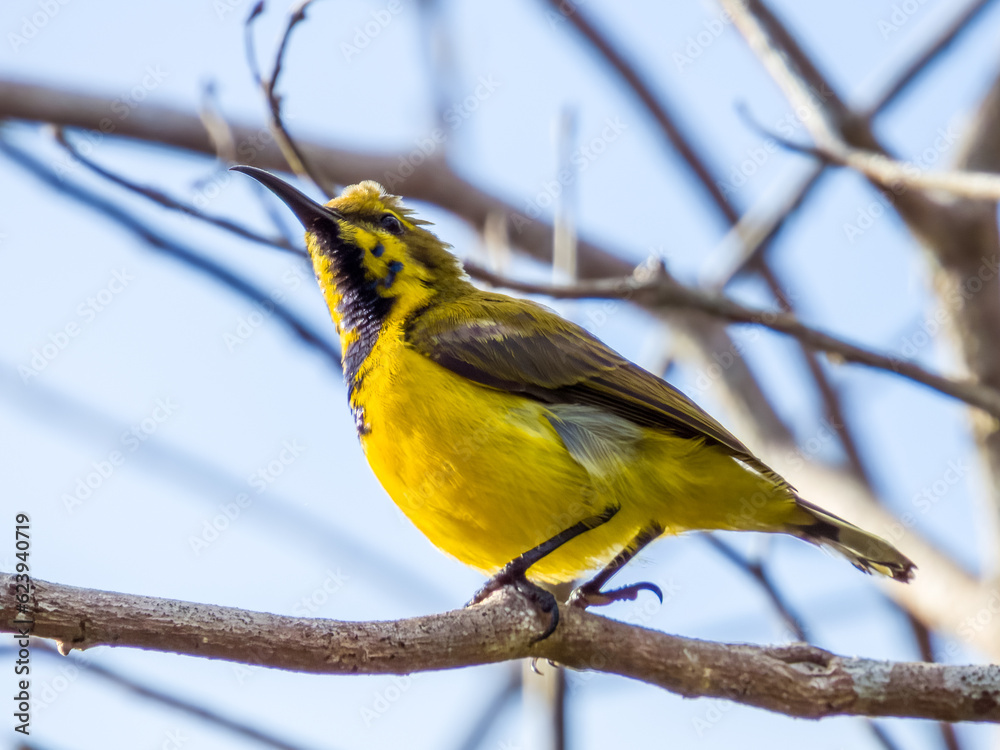 Fototapeta premium Olive-backed Sunbird in Queensland Australia