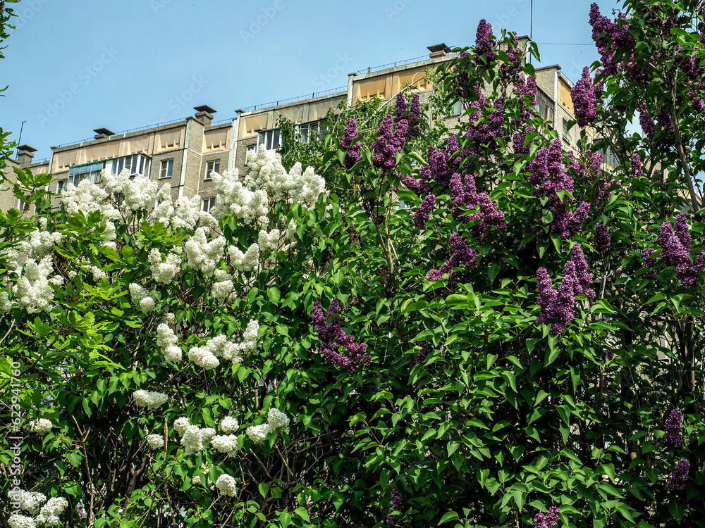 Fototapeta premium White and purple lilac flowers on trees in the early spring morning