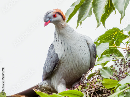 Topknot Pigeon in Queensland Australia photo