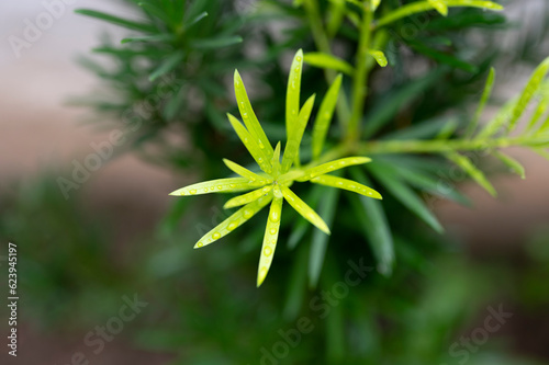 The trees in the park are growing new leaves