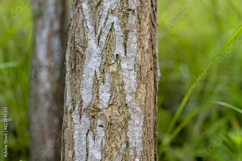 Tree lines in the park