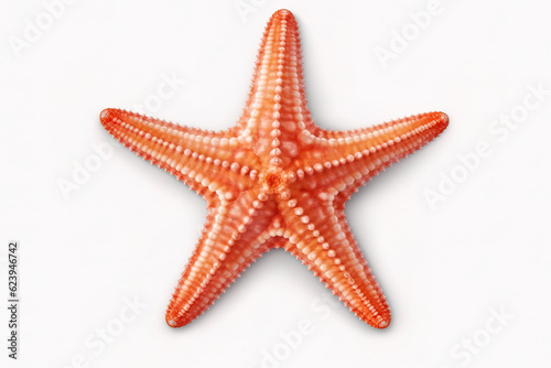 photo starfish isolated