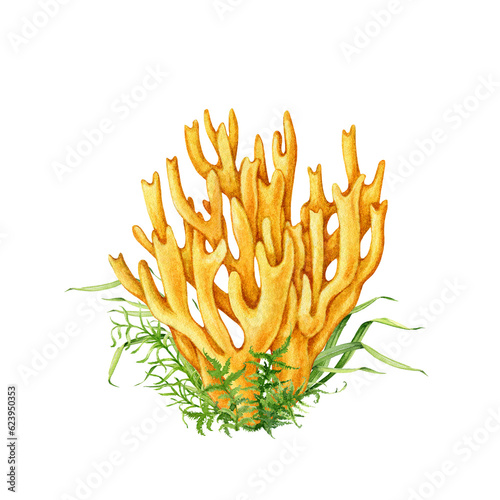 Coral mushroom with greens vintage style image. Watercolor illustration. Hand drawn Ramaria flava fungus element. Edible tasty forest mushroom with moss and grass. Isolated on white background