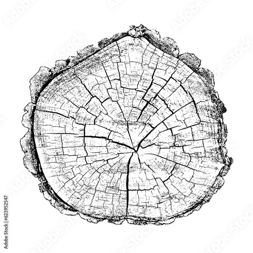 Wood texture cross section of tree rings. Cut slice of wooden stump isolated on white. Textured surface with rings and cracks. Black background made of hardwood from the forest. Vector illustration.
