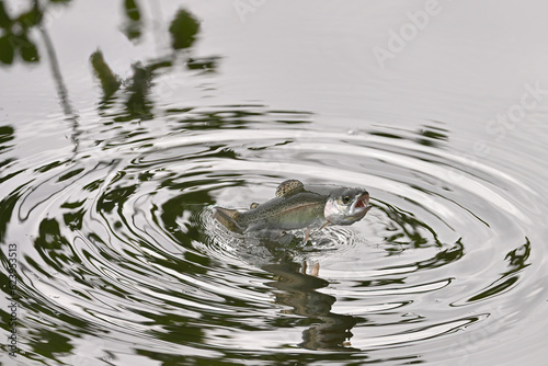 A rainbow trout leaps from the water of Reflections Lake, Alaska.