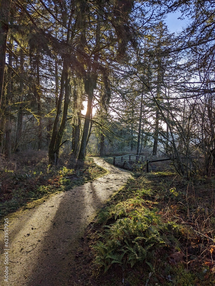 Sunlit Hiking Trail Path on the Columbia River Gorge in Autumn Sunlit Hiking Trail Path on the Columbia River Gorge in Autumn