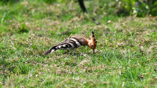 The Hoopoe's Quest for Ground-Bound Insects © MitraPix
