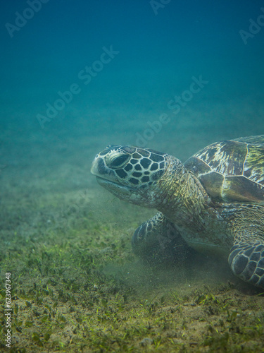 Sea turtle exploring grassy bottom of turquoise ocean