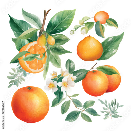 Hand drawn natural fresh watercolor oranges clipart