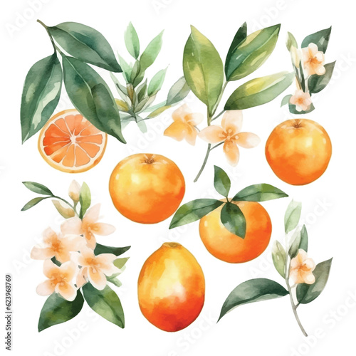 Hand drawn natural fresh watercolor oranges clipart
