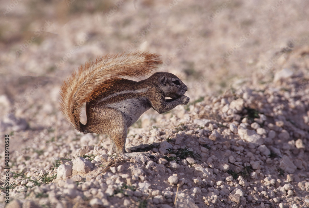 Obraz premium Cape ground squirrel