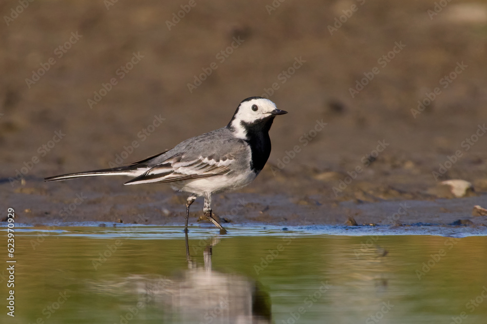 White wagtail (Motacilla alba) White wagtail (Motacilla alba)