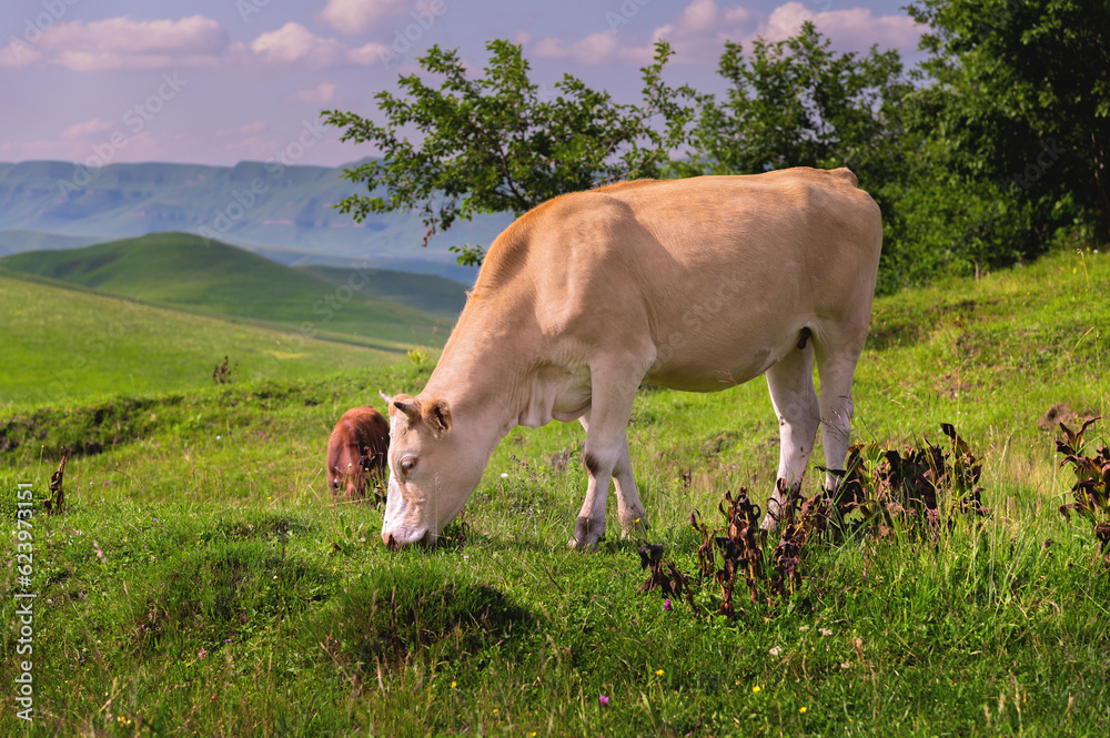 white cow eats grass on a green field. Dairy cow in the field eats grass on a summer day