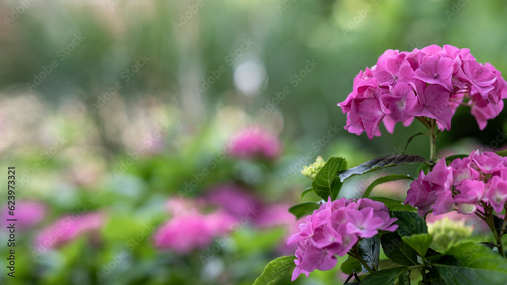 Purple hortensia or hydrangea in a park blooming in summer Purple hortensia or hydrangea in a park blooming in summer