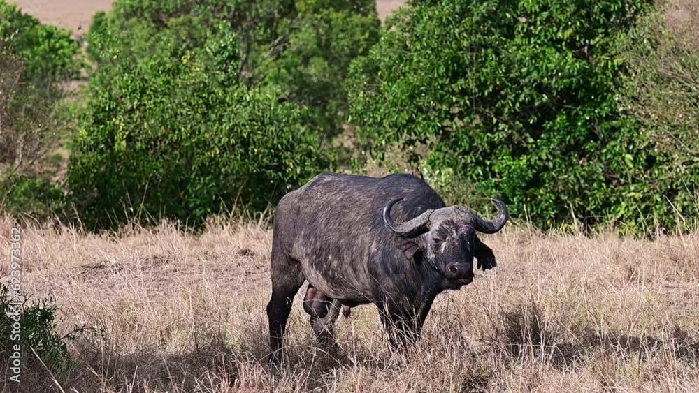 African buffalo graze in the Maasai Mara National Park in Kenya, Africa
