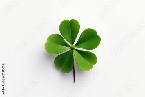 clover isolated on white background