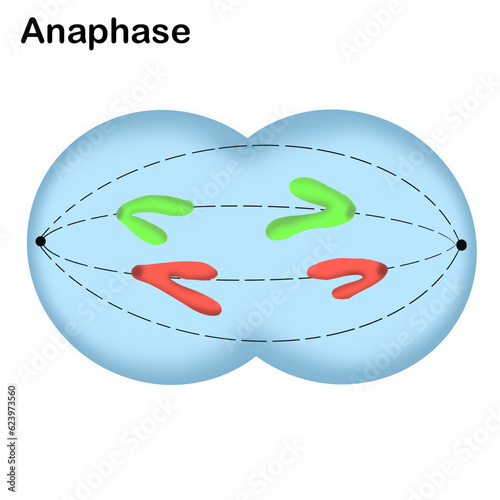 Mitosis , cell division of living things 