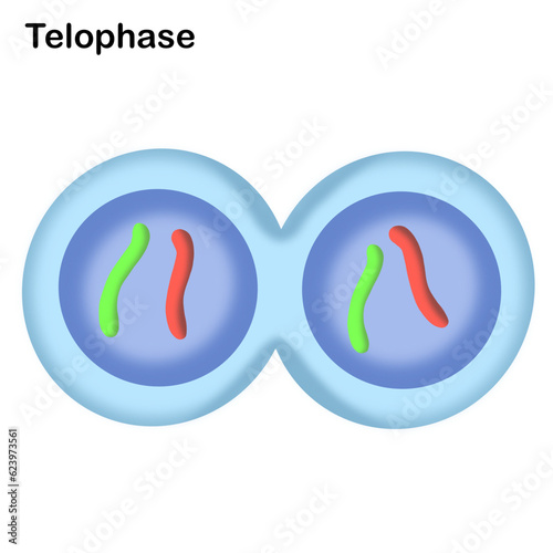 Mitosis , cell division of living things 