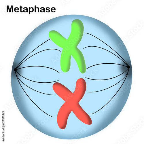 Mitosis , cell division of living things 