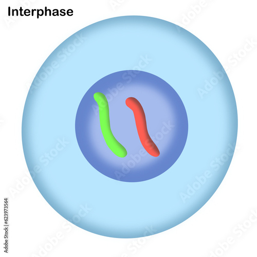 Mitosis , cell division of living things 