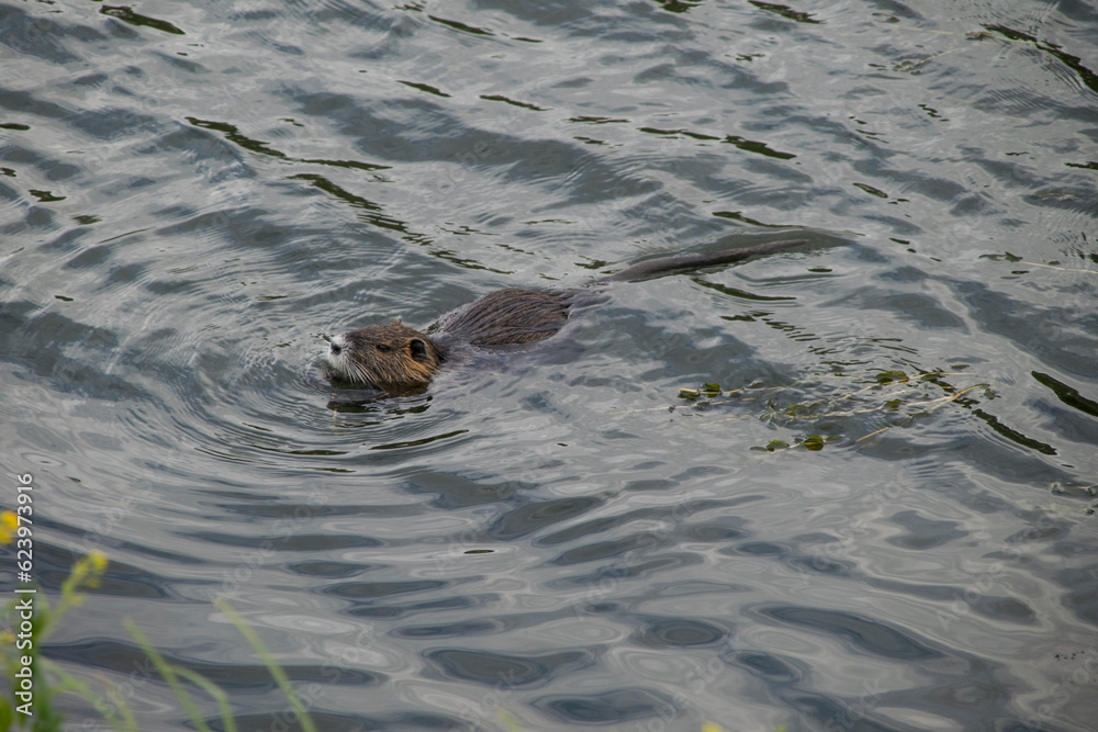 Schwimmender Nutria Schwimmender Nutria