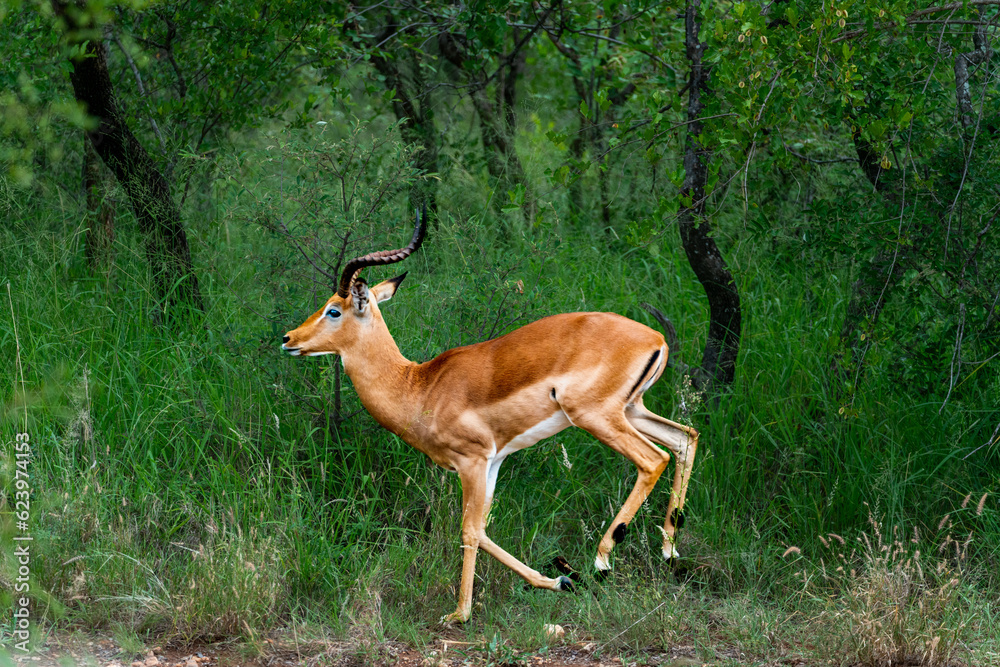 The impala or rooibok (Aepyceros melampus) is a medium-sized antelope seen in South Africa near Kruger National Park. Subspecies Grassland-dwelling common impala (or Kenyan impala) The impala or rooibok (Aepyceros melampus) is a medium-sized antelope seen in South Africa near Kruger National Park. Subspecies Grassland-dwelling common impala (or Kenyan impala)