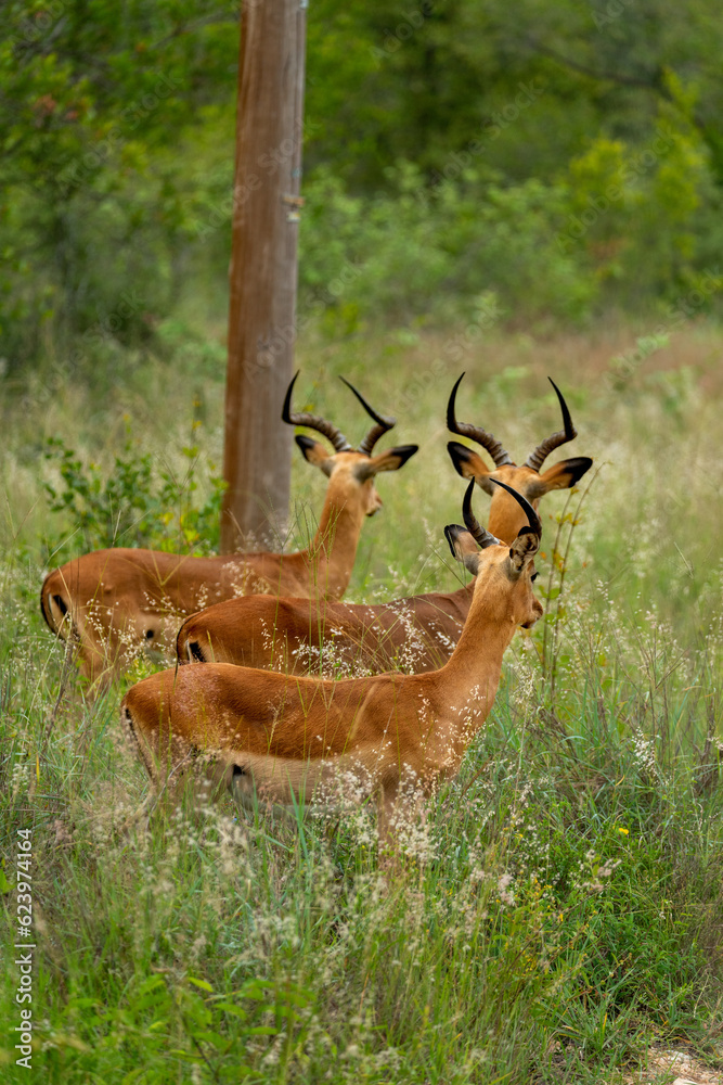 Naklejka premium The impala or rooibok (Aepyceros melampus) is a medium-sized antelope seen in South Africa near Kruger National Park. Subspecies Grassland-dwelling common impala (or Kenyan impala)