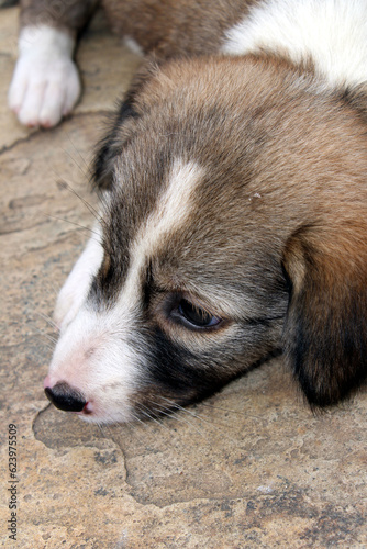 a dog puppy siting on a road