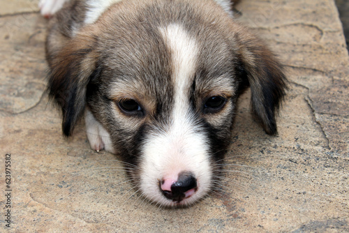 a dog puppy siting on a road