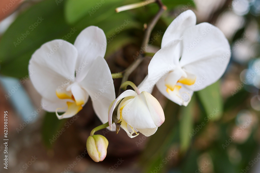 Phalaenopsis amabilis, commonly known as the moth orchid or moon orchid, is a captivating and highly prized species of orchid. It is renowned for its exquisite beauty, elegant flowers, and its popular Phalaenopsis amabilis, commonly known as the moth orchid or moon orchid, is a captivating and highly prized species of orchid. It is renowned for its exquisite beauty, elegant flowers, and its popular
