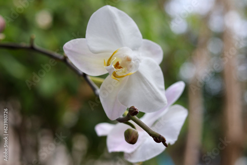 Phalaenopsis amabilis, commonly known as the moth orchid or moon orchid, is a captivating and highly prized species of orchid. It is renowned for its exquisite beauty, elegant flowers, and its popular