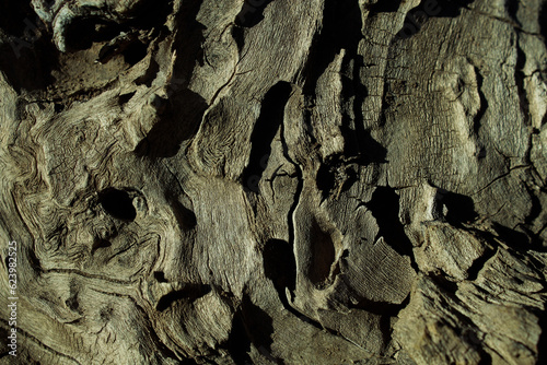 bark of a tree