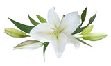 Flower white lily isolated on transparent background