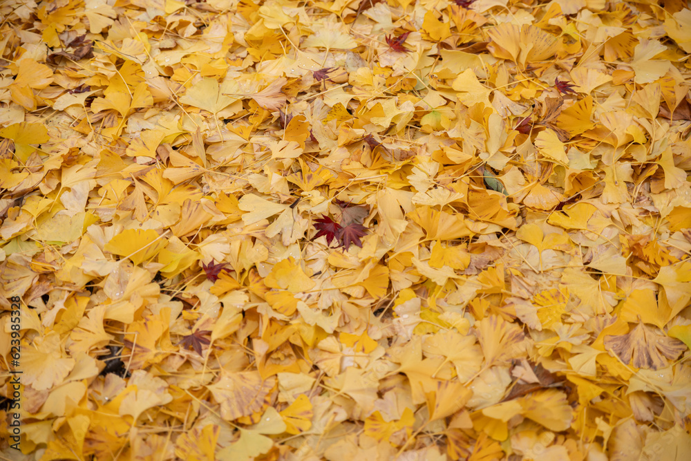 黄色に色づくイチョウの葉
