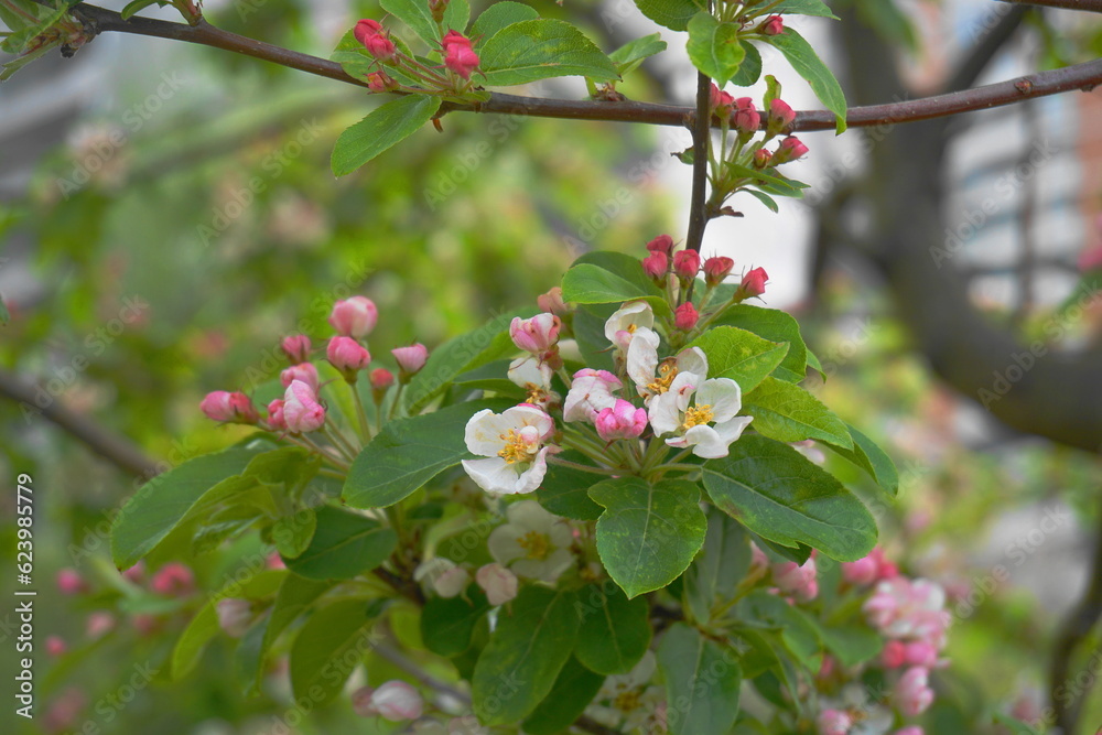 Beautiful and delicate apple flowers in the morning sun close up. Apple blossom. Spring background. Beautiful and delicate apple flowers in the morning sun close up. Apple blossom. Spring background.