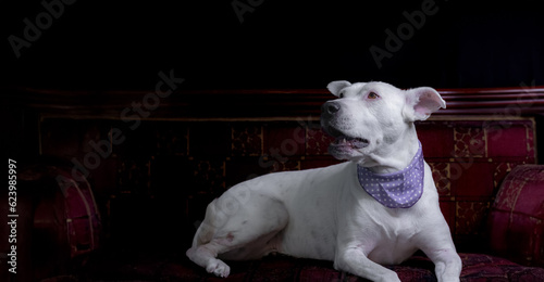perro blanco sentado esperando en sofaldos clásico 